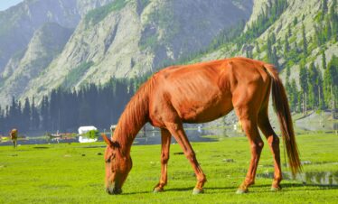 A chestnut horse grazes in the lush green pastures of Kalam Valley, Pakistan, with majestic mountains in the background.
