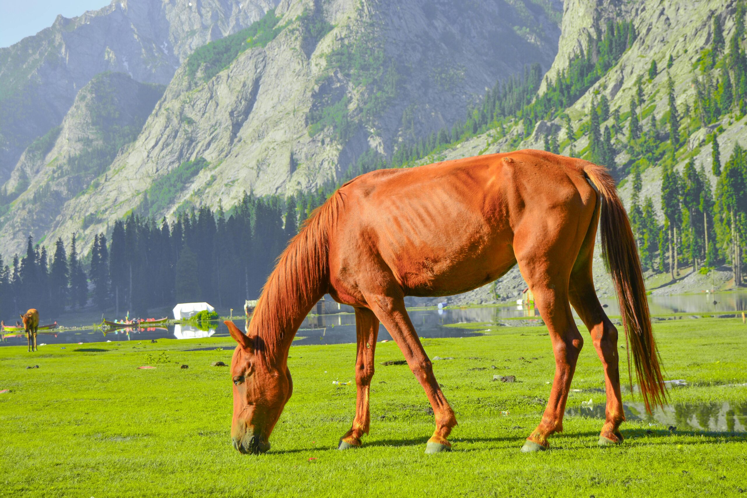 A chestnut horse grazes in the lush green pastures of Kalam Valley, Pakistan, with majestic mountains in the background.