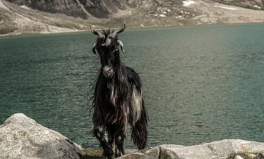 A majestic goat stands by a serene lake in Naran Valley, Pakistan, surrounded by stunning mountain scenery.