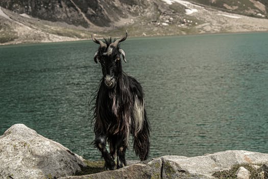 A majestic goat stands by a serene lake in Naran Valley, Pakistan, surrounded by stunning mountain scenery.