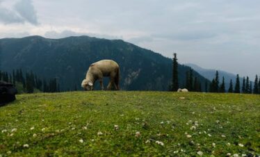 Shogran Siri Paye meadows with Makra Peak view on North Voyagers couple tour