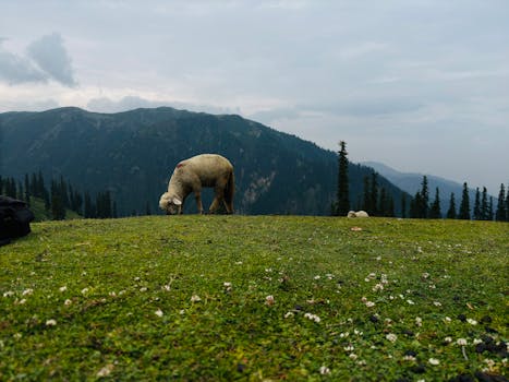 Shogran Siri Paye meadows with Makra Peak view on North Voyagers couple tour