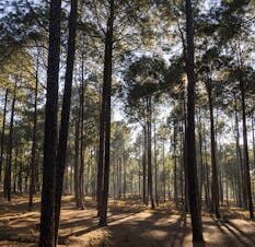 5 days Swat Valley tour from Islamabad – Ushu Forest green landscape