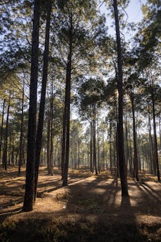 5 days Swat Valley tour from Islamabad – Ushu Forest green landscape