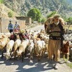 A shepherd guides a flock along a dirt path in scenic Kalam Valley, Pakistan. swat valley tour packages 2026