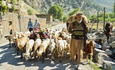 A shepherd guides a flock along a dirt path in scenic Kalam Valley, Pakistan. swat valley tour packages 2026